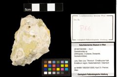 Foto (Objekt + Etiketten) von Goniodromites sp. 